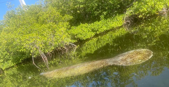 Key West: 3-hour Mangrove Kayak Tour