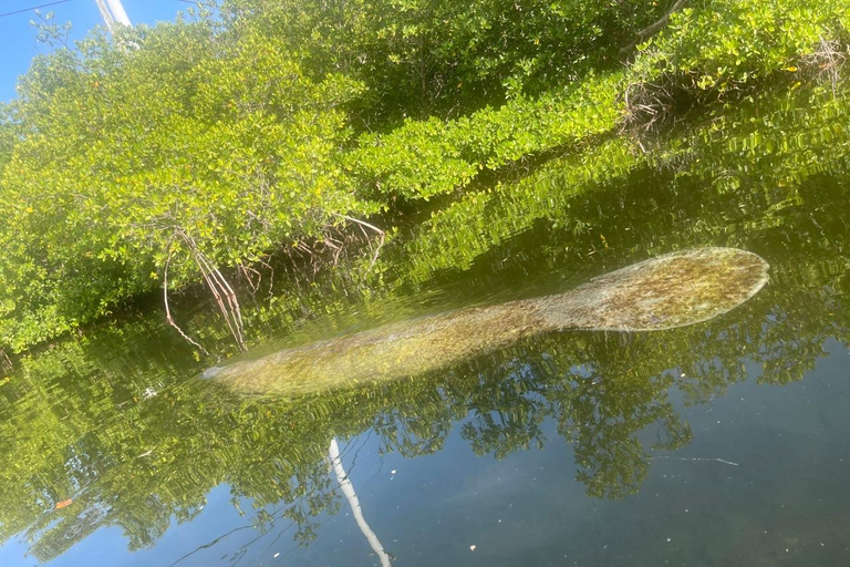 Key West: 3-hour Mangrove Kayak Tour Tandem