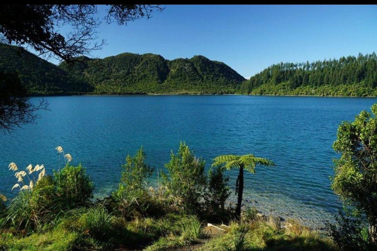 From Auckland: Rotorua Lakes, Redwood & Geothermal Day Trip