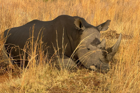 5 dias 4 noites de tour noturno de safari em Madikwe e Pilanersbeg