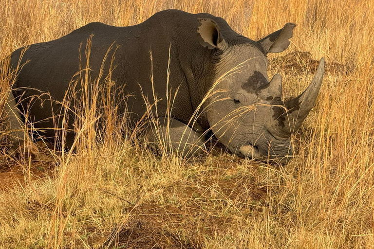 5 dagar 4 kvällar Safari Tour i Madikwe och Pilanersbeg