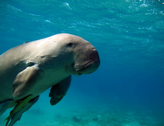Coron: Dugong Watching and Snorkeling Tour with Lunch