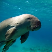 Coron: Dugong Watching and Snorkeling Tour with Lunch Coron: Dugong Watching and Snorkeling Tour with Lunch