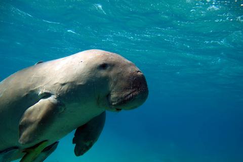 Coron: Dugong Watching and Snorkeling Tour with Lunch