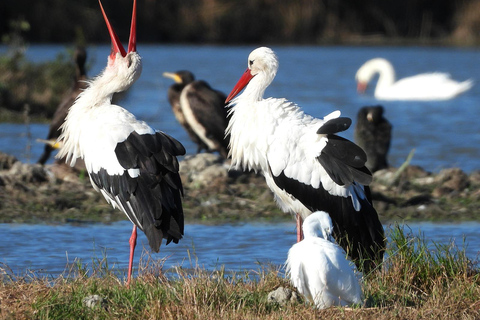 Camargue: Discover Horses and Wild Birds by Electric Golf Cart Petit Rhône Reserve – Immersive tour in a 2-seater electric vehicle