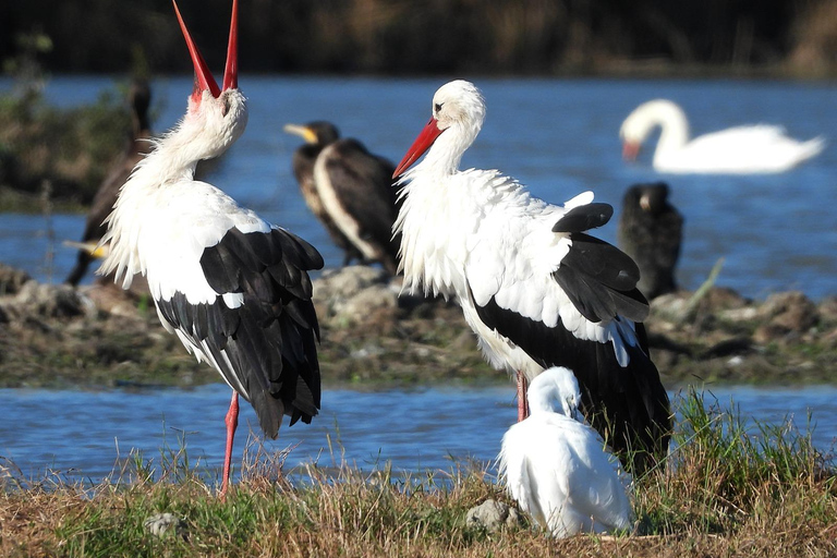 Camargue: Discover Horses and Wild Birds by Electric Golf Cart Petit Rhône Reserve – Immersive tour in a 2-seater electric vehicle