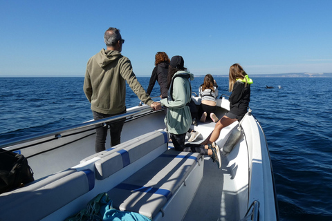 Delfinbeobachtung im Arrábida Naturpark