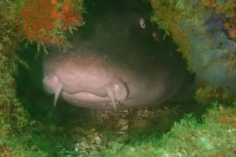 Labuan Bajo: Privé dagtrip duiken bij Komodo IslandLabuan Bajo: Duiken op Komodo-eiland Privé dagtrip