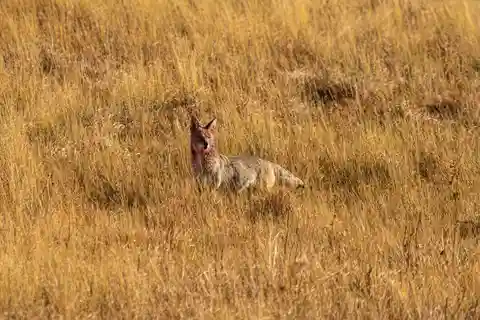Yellowstone National Park: 1 Day Wildlife Photography Tour