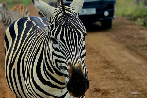 Nairobi National Park Half-Day Safari – Wildlife Game Drive