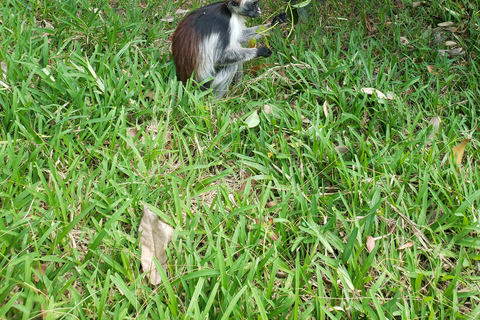 Zanzibar: Jozani forest, Butterfly center & Salaam cave tour Tour with Hotel pick up and drop off included