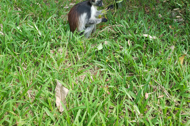 Zanzibar: Jozani forest, Butterfly center & Salaam cave tour Tour with Hotel pick up and drop off included