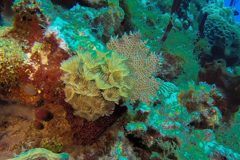 La Romana: Catalina Island Snorkeling Day Trip with Lunch