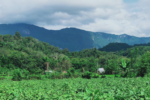 Siem Reap: Ethical Elephant Sanctuary Experience