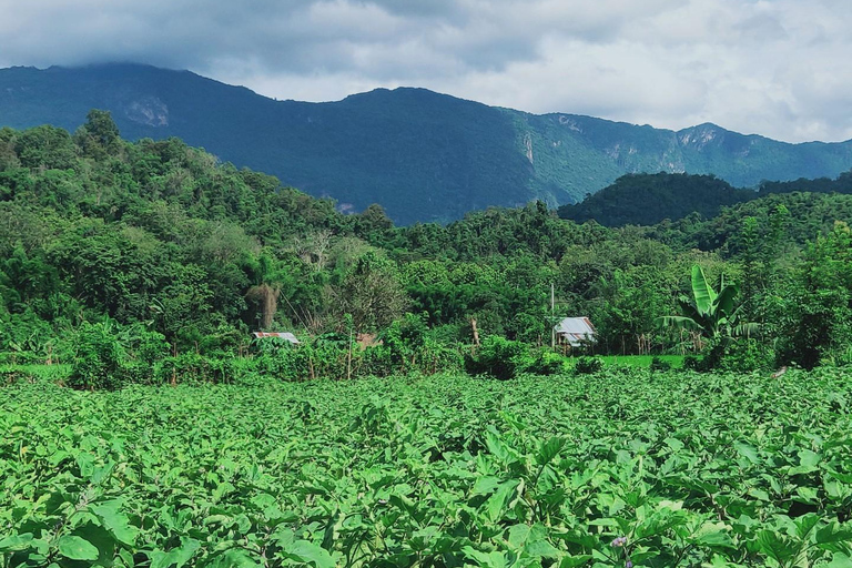 Siem Reap: Ethical Elephant Sanctuary Experience