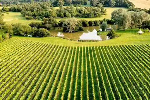 Ebike Tour Albourne Estate: Wine Tasting and Downs eBiking