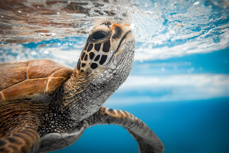 Nungwi: Swim with Sea Turtles at Sanctuary with Transfer Private Tour with Hotel Transfer Anywhere in Zanzibar