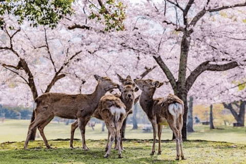 Kyoto & Nara: Fushimi Inari, Arashiyama & Sacred Deer Nara: UNESCO Ancient Capital, Great Buddha & Sacred Deer