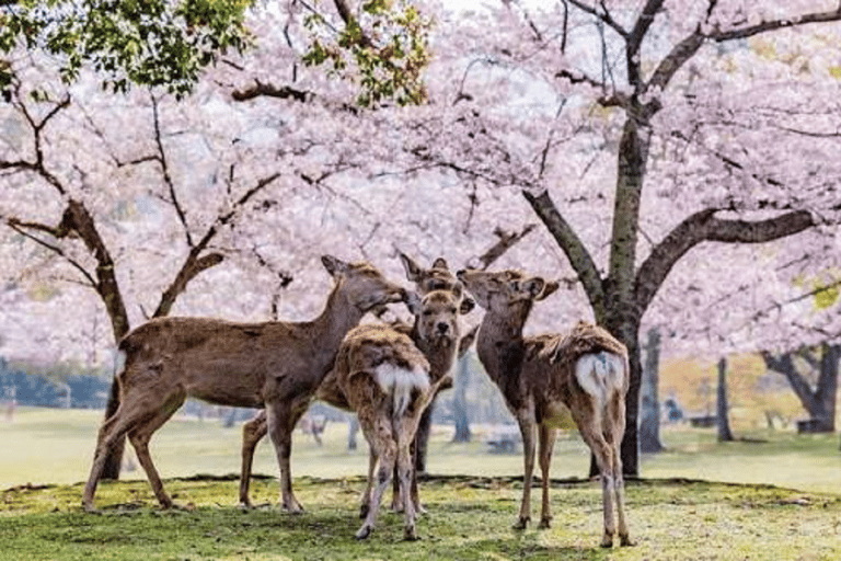 Kyoto & Nara: Fushimi Inari, Arashiyama & Sacred Deer Nara: UNESCO Ancient Capital, Great Buddha & Sacred Deer