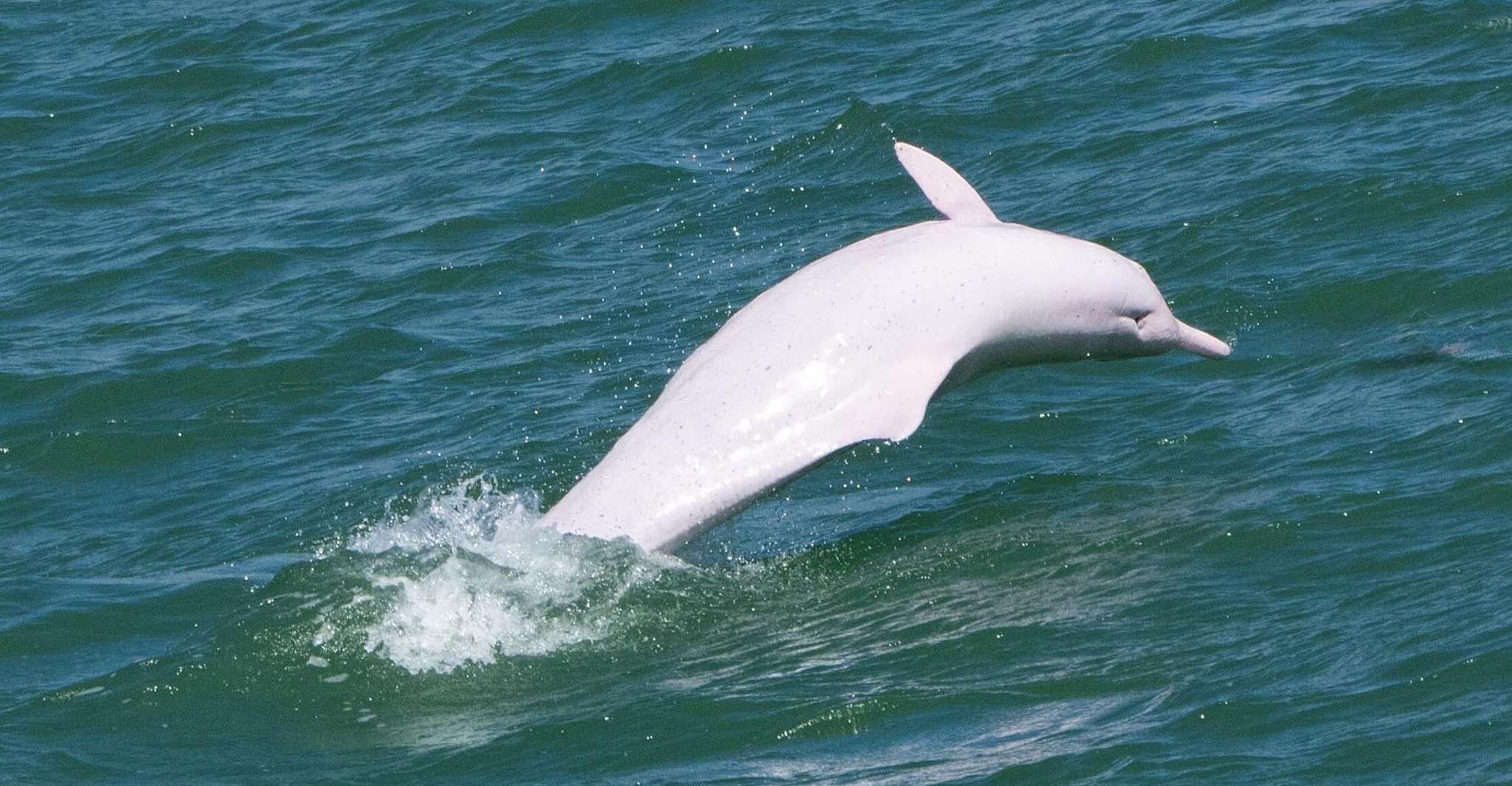 Hong Kong: Lantau Island Tour Cable Car & Village Lunch