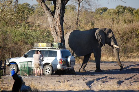 De Zanzibar: Safari de um dia na Selous Game Reserve com voos