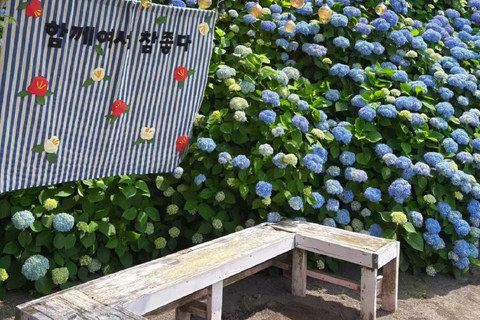 Jeju: Camellia Hill Admission & Seasonal Photo Guide