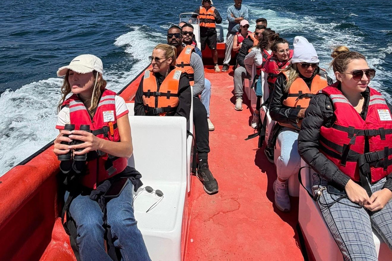 Papudo: Horseback Riding, Penguin Watching, and Sailing