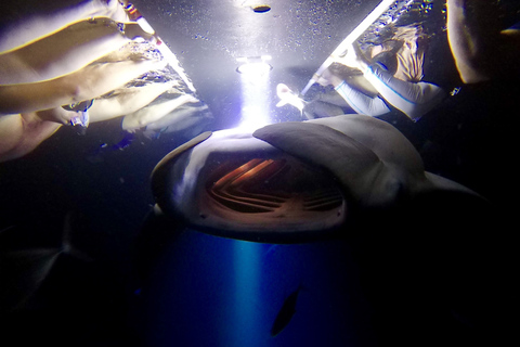 Big Island : aventure écologique de la raie manta au crépusculeAventure Twilight Manta Ray respectueuse de l'environnement