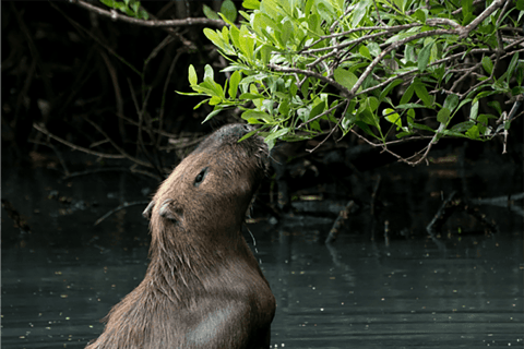 Rio de Janeiro: Ilha da Gigóia Canals and Wildlife Tour