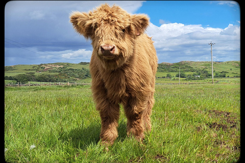 Glasgow: Highland Cow Trailer Tour with home baking