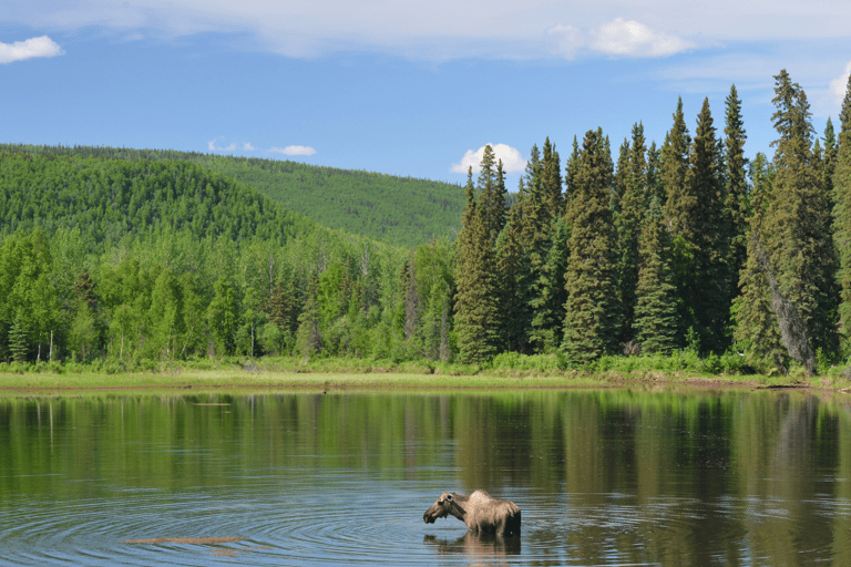 Fairbanks: Excursão de 6 dias à Aurora Boreal