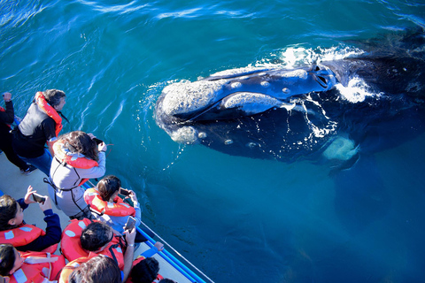 From Tumbes/Zorritos: Whale Watching & Sea Turtle Swim Tour