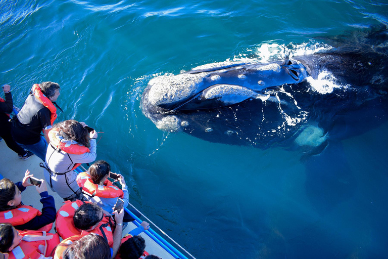 From Tumbes/Zorritos: Whale Watching & Sea Turtle Swim Tour