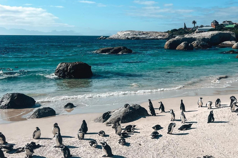 Cape Town: Cape Peninsula Jeep Safari Adventure