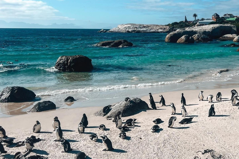 Cape Town: Cape Peninsula Jeep Safari Adventure