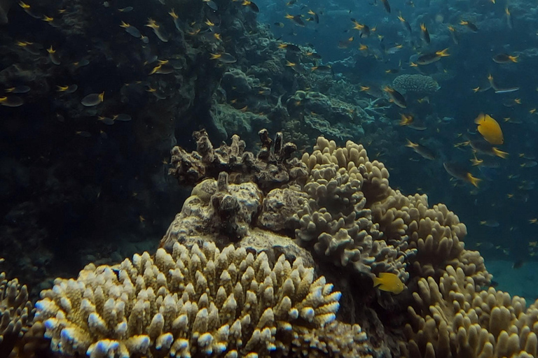 Port Douglas : Visite d&#039;une demi-journée à Outer Reef avec plongée en apnée