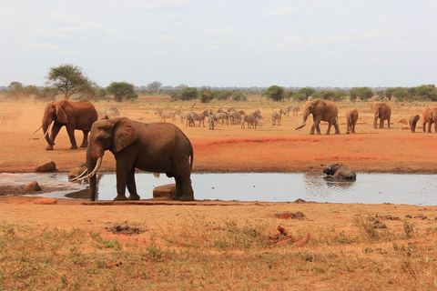 Nairobi: 3 dias de safari fantástico em Amboseli e Tsavo West