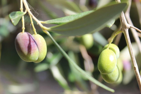 Olive Mill Tour with Oil and Food Tastings near PisaItaliano