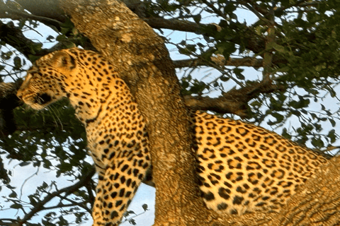 Safari Maasai Mara 3 dni/2 noce