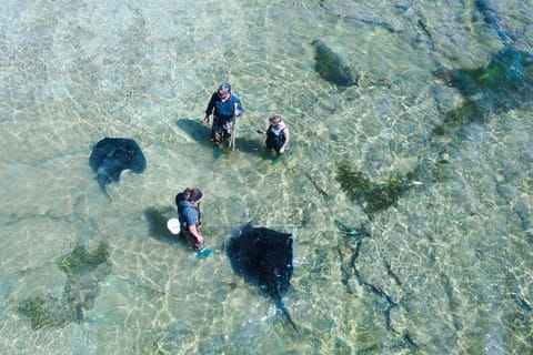 Gisborne: Reef Ecology Tour with Wild Stingrays - Image 2