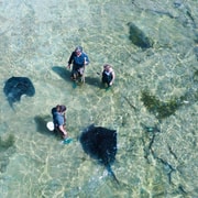 Gisborne: Reef Ecology Tour with Wild Stingrays Gisborne: Reef Ecology Tour with Wild Stingrays