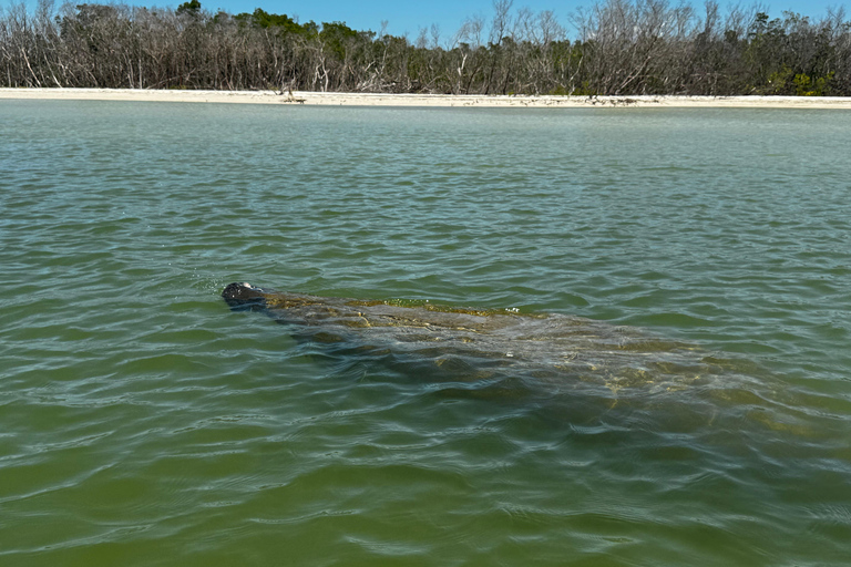 Bonita Springs Clear Kayak Tour with Dolphins & Manatees Crescent Tandem Kayak
