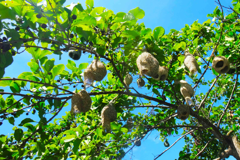 Chiang Mai: 25 km di tempo libero in mountain bike e kayak nella giunglaDa Chiang Mai: tour in bici e kayak