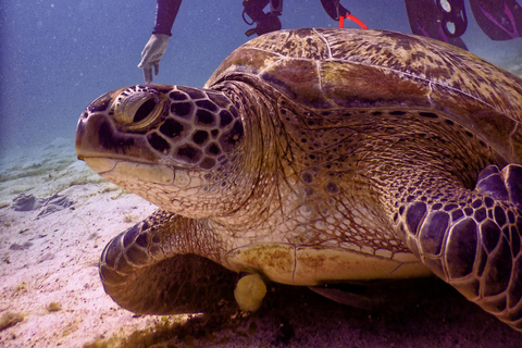 Mirissa: Sea Turtle Conservation Experience with Snorkeling