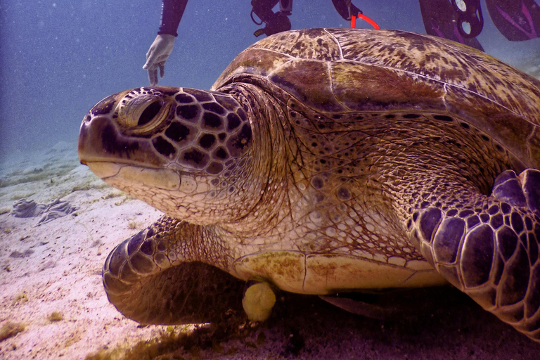 Mirissa: Sea Turtle Conservation Experience with Snorkeling