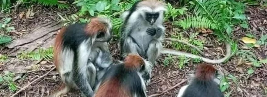 Zanzibar : Forêt de Jozani, grotte de Kuza et lagon bleu - Journée complète