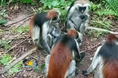 Zanzibar: Foresta di Jozani, Grotta di Kuza e Laguna Blu | Giornata intera