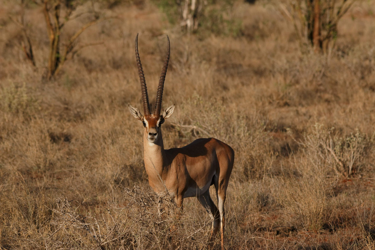 Explore The Best 2 days Adventure Safari To Tsavo East 2-Day Adventure Safari to Tsavo East