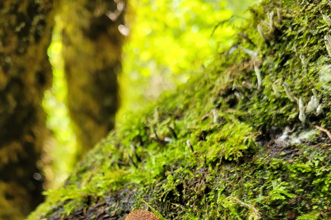 Oaxaca: Sierra Norte Ixtepeji Guided Hike & Lunch, Half-Day