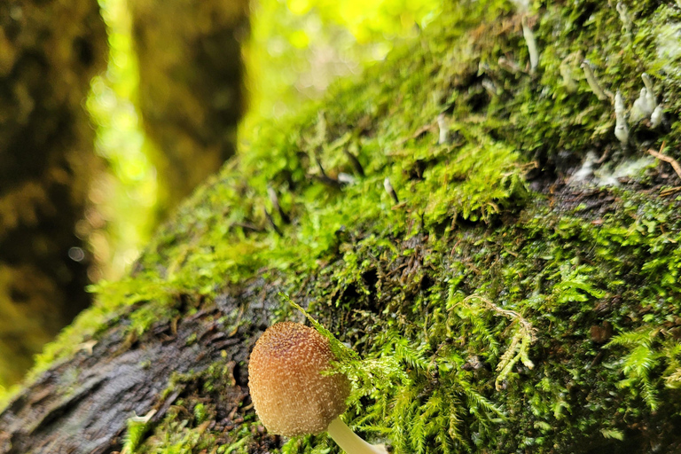 Oaxaca: Sierra Norte Ixtepeji Guided Hike & Lunch, Half-Day